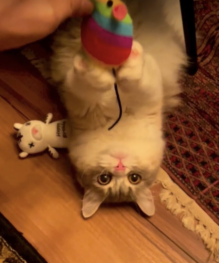 ima 01 IMG 2466 e1765540233589 853x1024