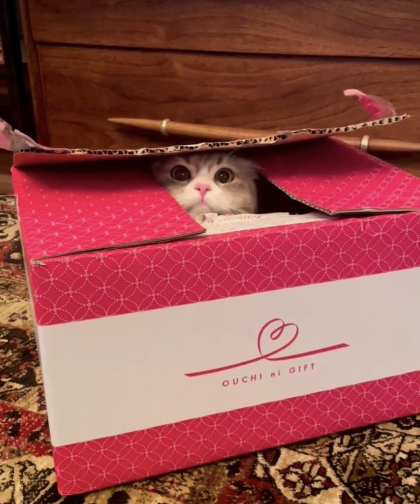 ima 02 IMG 2465 e1765540335170 853x1024