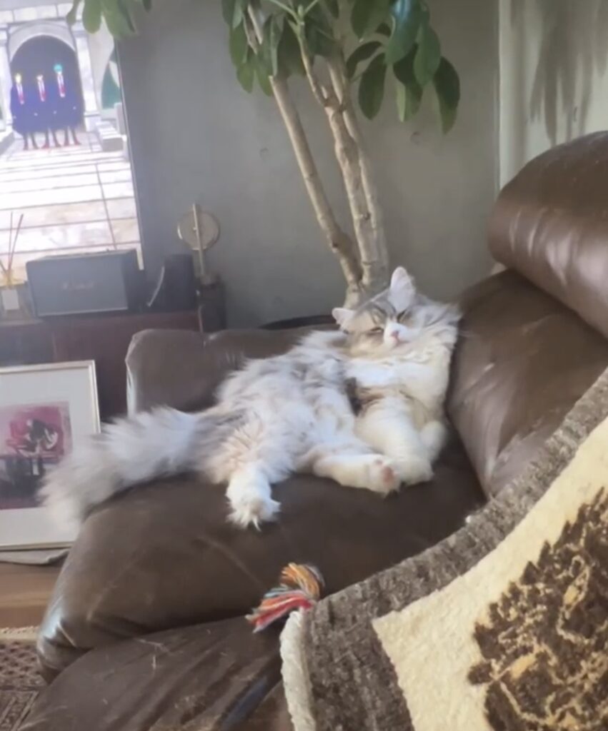 ima 03 IMG 2464 e1765540032493 851x1024