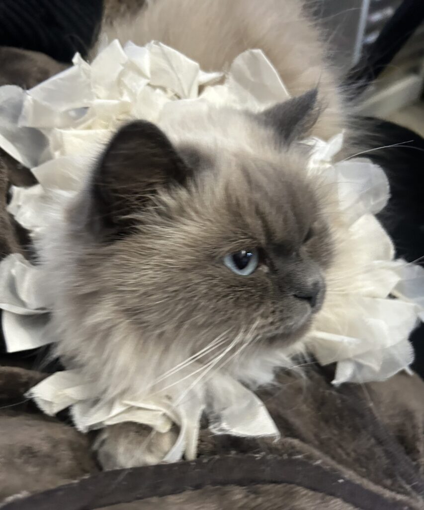 S 110567476 0 e1768723991440 853x1024