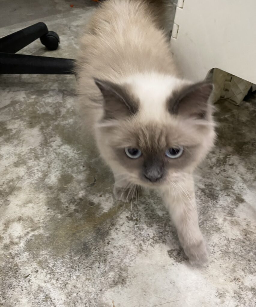 S  110739468 e1768379534725 853x1024