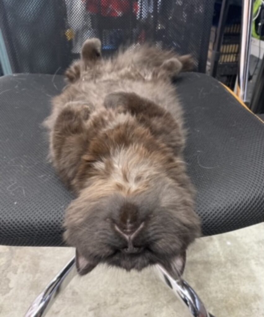 S  110739473 e1768379494916 852x1024