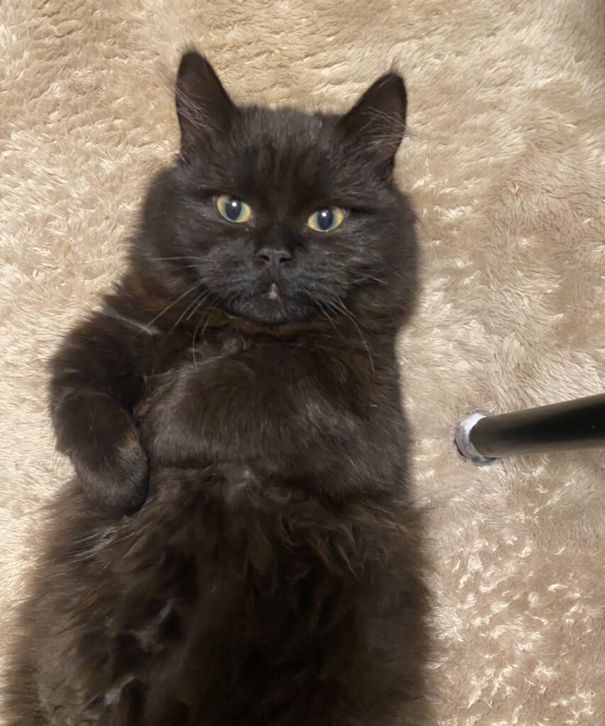 S  110739474 e1768379512947 853x1024