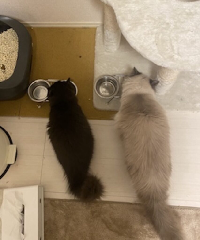 S 110739475 e1768723972219 853x1024