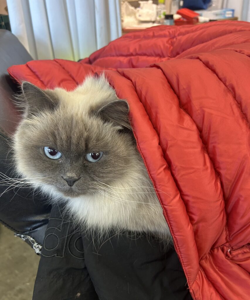 S  110739482 e1768379551552 853x1024