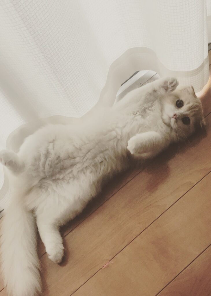 S 110739490 e1768722087341 730x1024