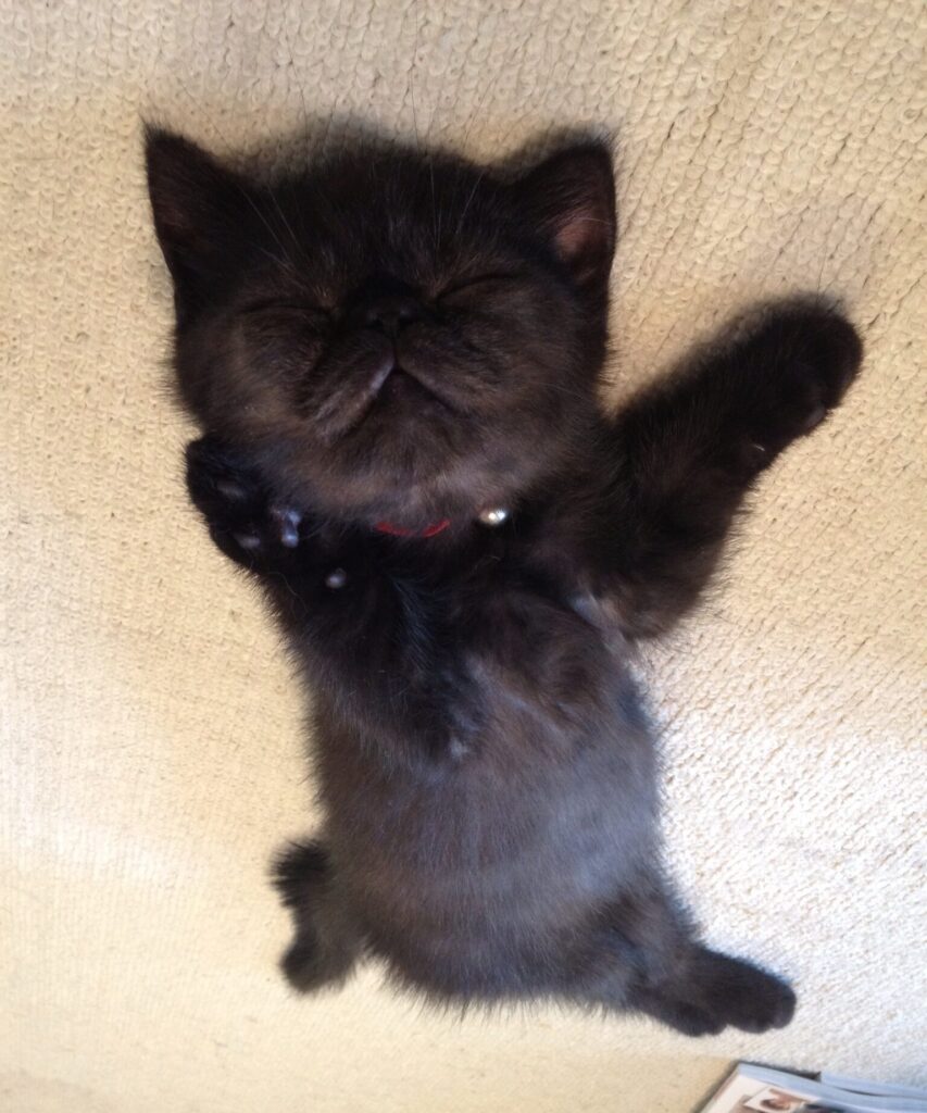 01 syoki komota  rotated e1771220804377 853x1024