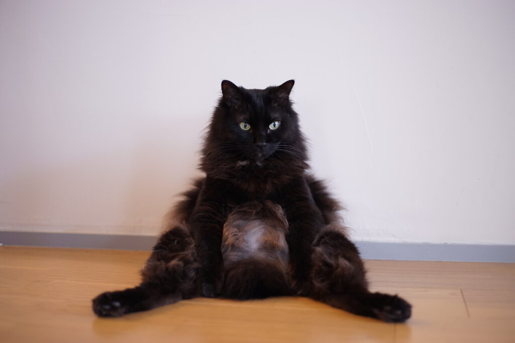 03 syoki namuru  1024x683