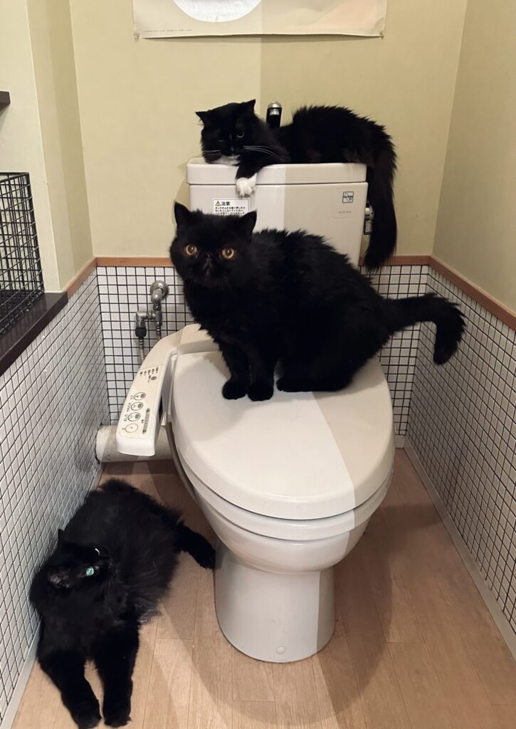 06 genzai toire syugou 3biki scaled e1771220993590 725x1024