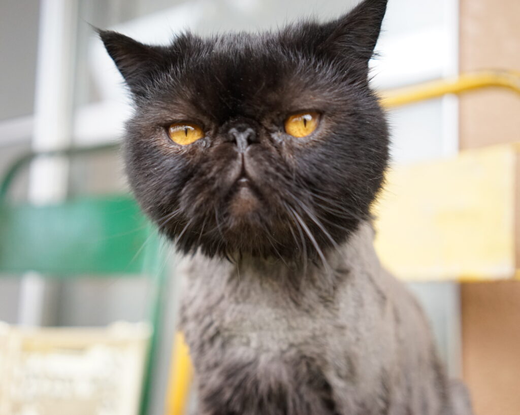 10 genzai summercut komota e1771221525279 1024x818