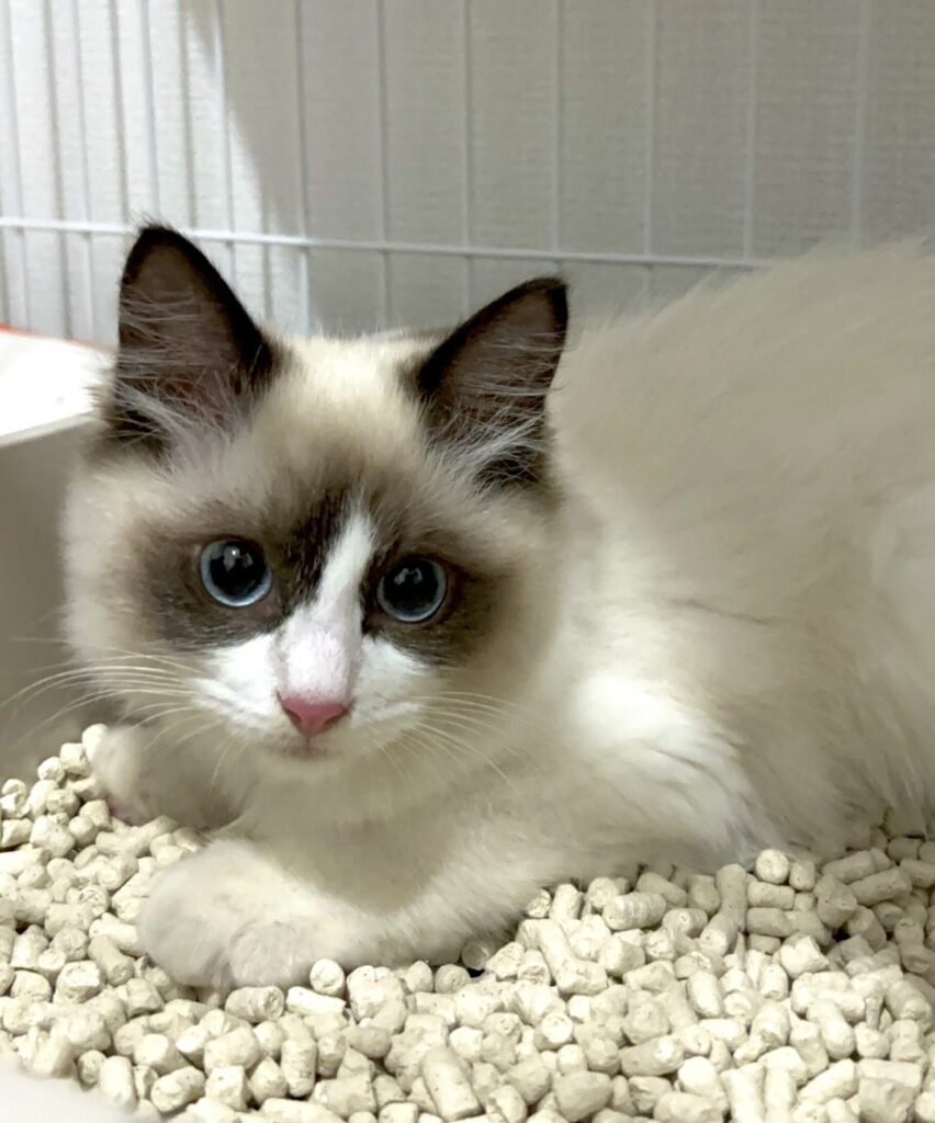 2 scaled e1770093662670 852x1024