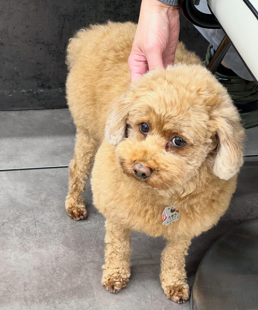 429588382 2323632524512563 7203501742900882407 n e1773644797204 853x1024