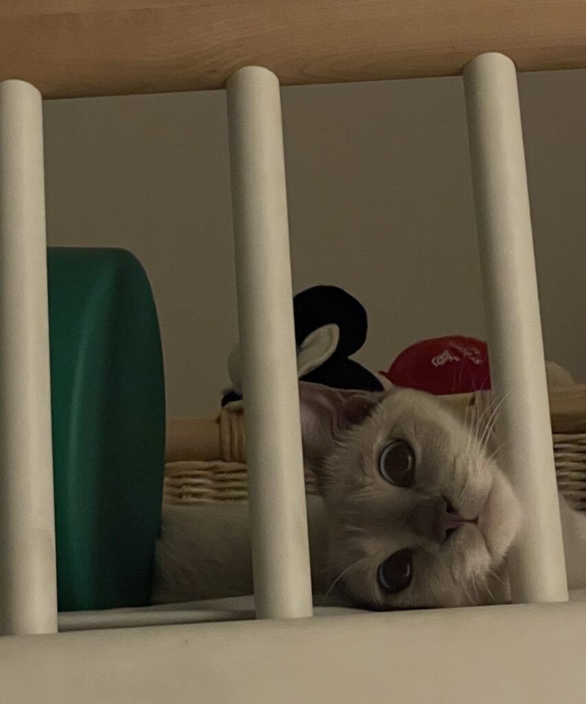 IMG 3730 江崎吉高 e1772547992742 853x1024