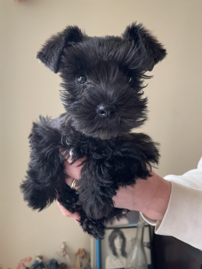 IMG 4507 鳥羽美和 768x1024