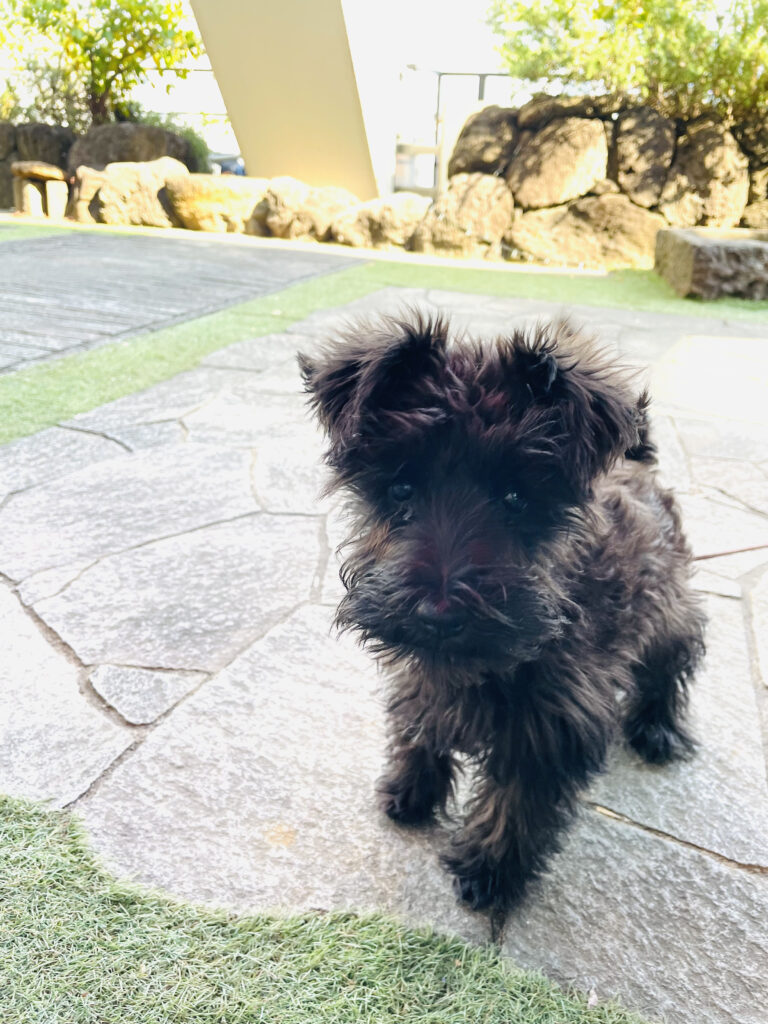 IMG 6602 鳥羽美和 768x1024