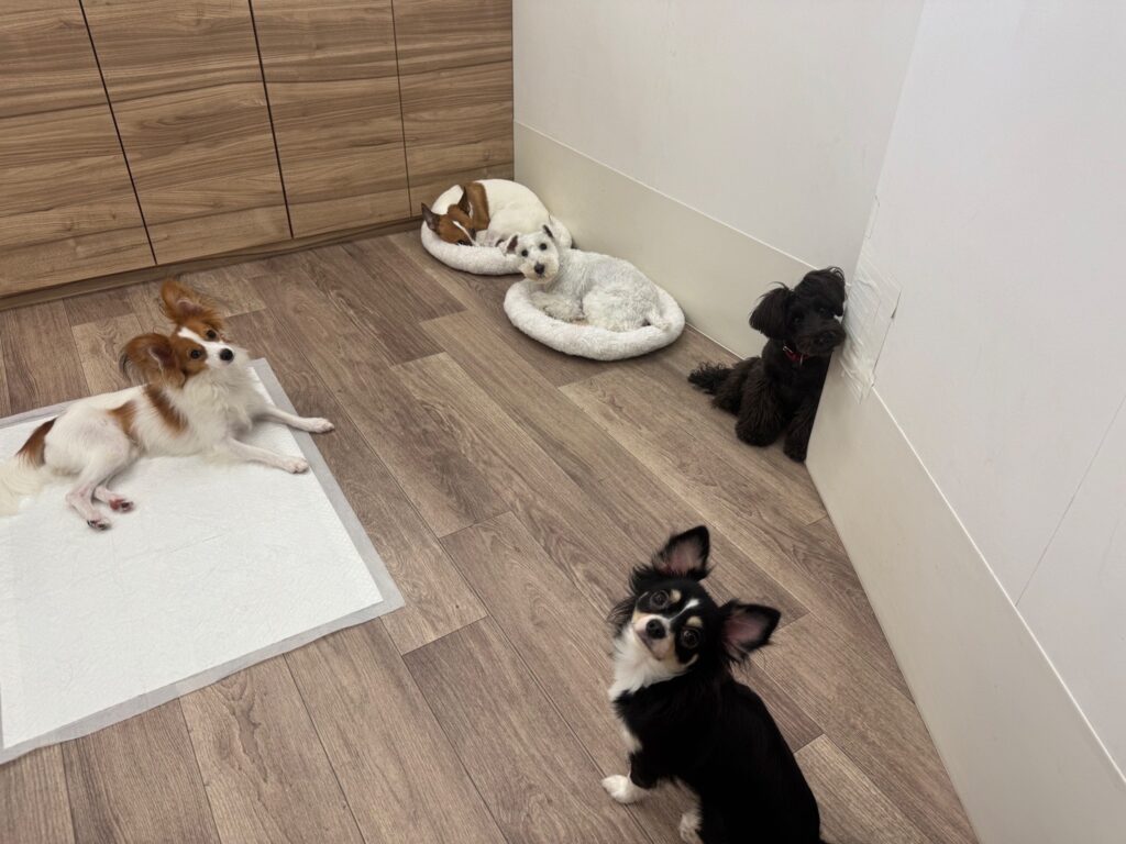 7泊8日社会化トレーニング。ここでは隠キャ犬。