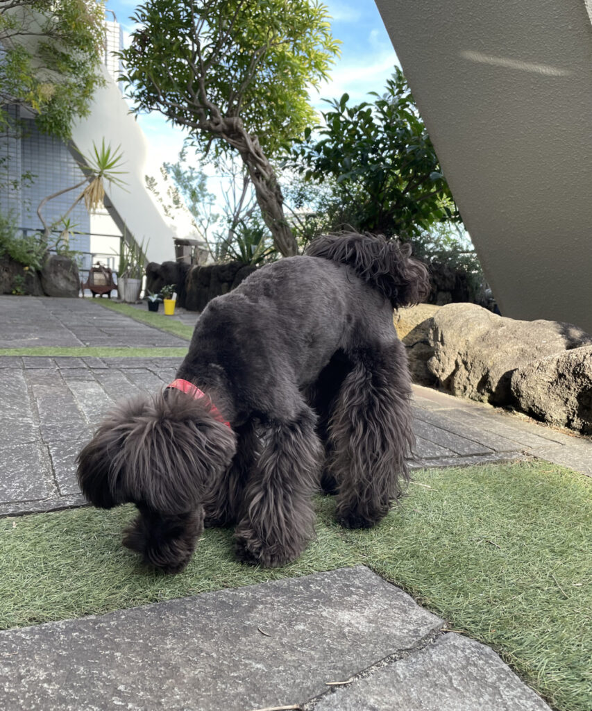 IMG 9546 鳥羽美和 scaled e1774924729167 853x1024