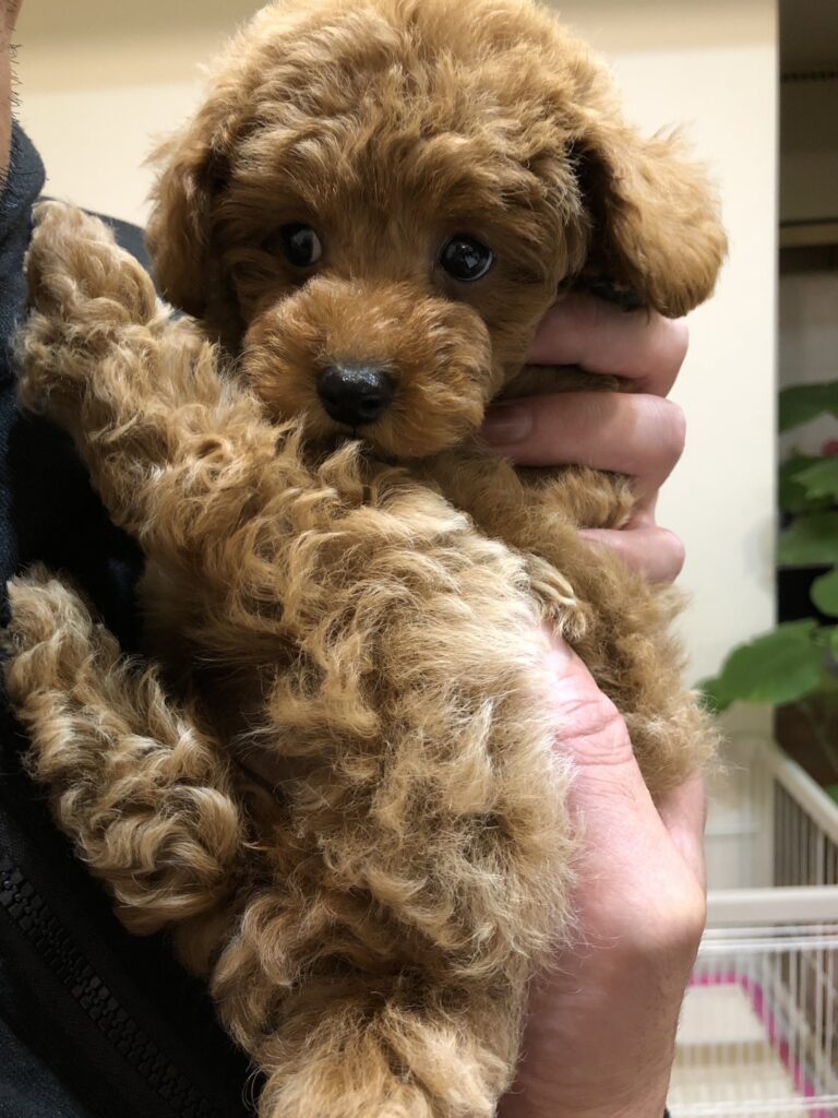 S  23175189 768x1024